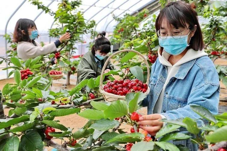超实用!海淀大樱桃熟了,分享休闲观光采摘线路及电话